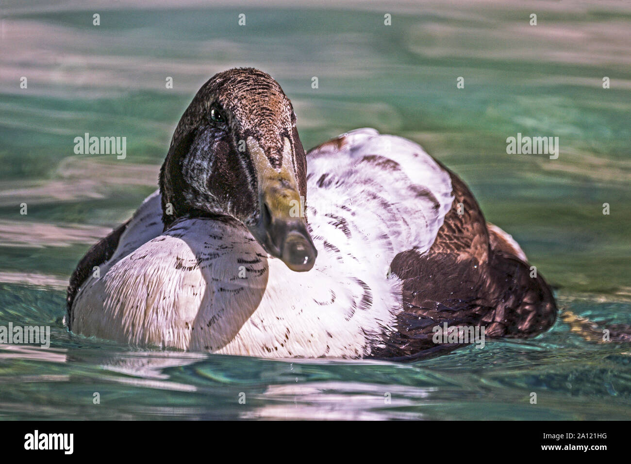 Eider A Duvet Stock Photos Eider A Duvet Stock Images Alamy