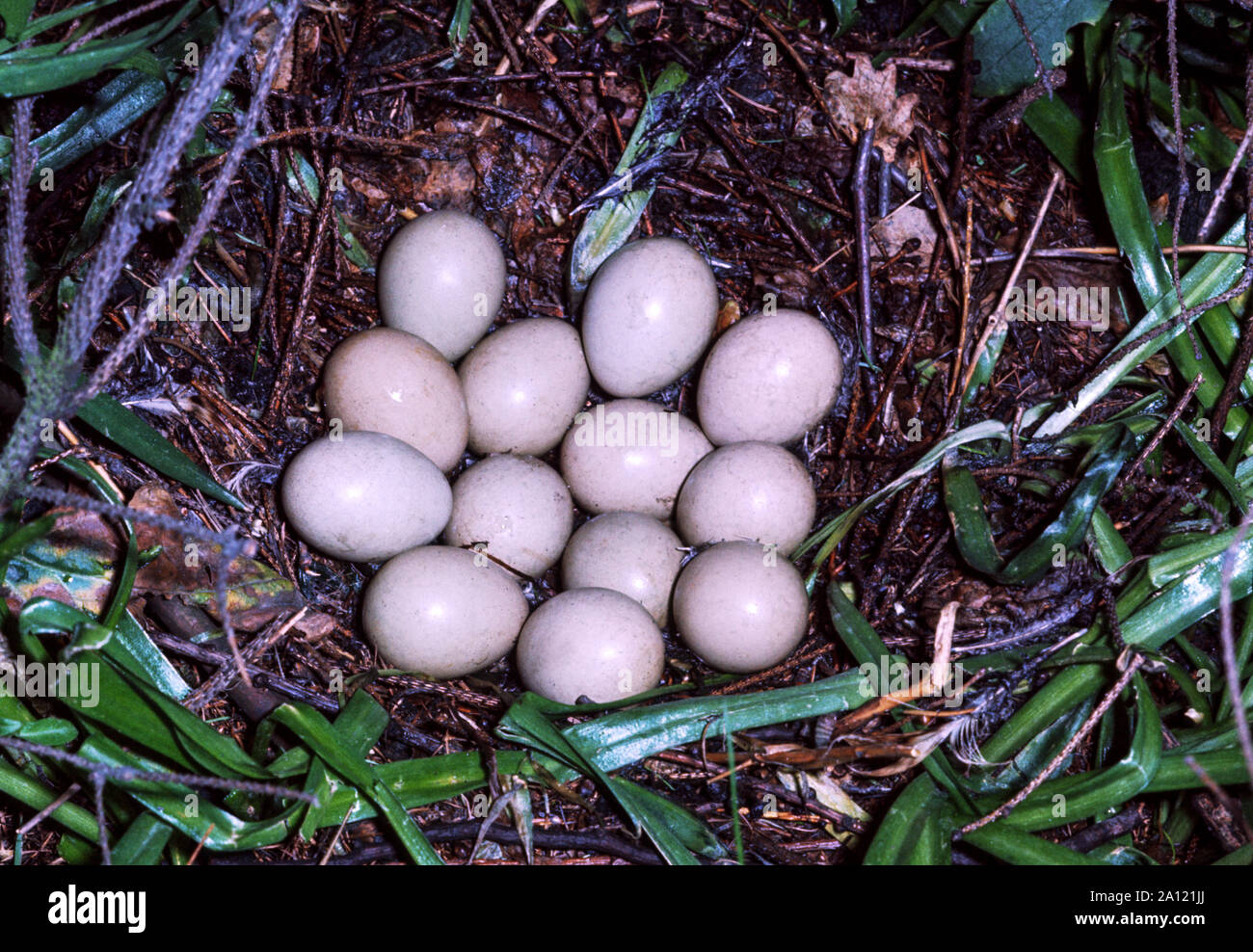 Pheasant nest with 13 eggs hires stock photography and images Alamy