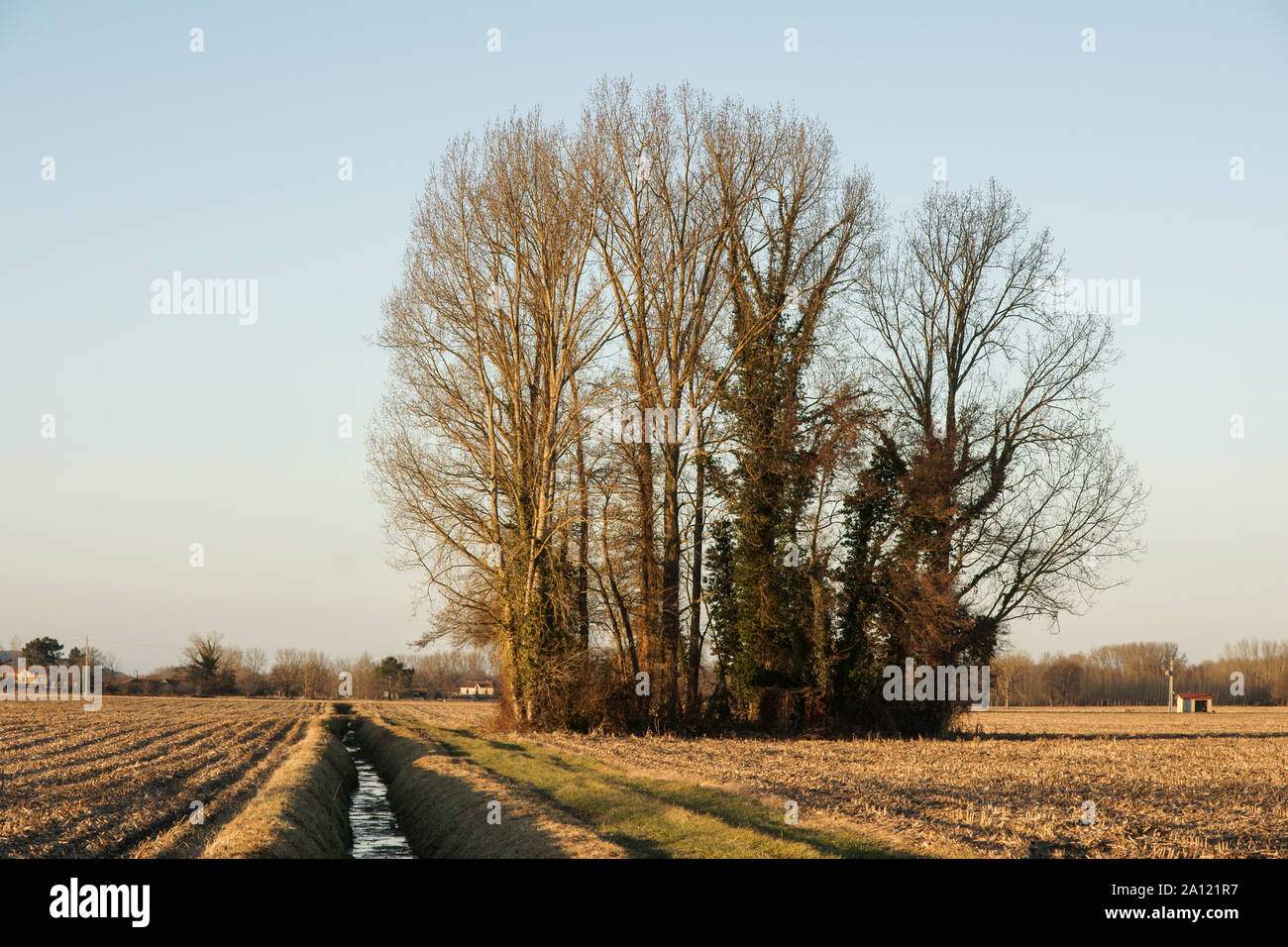 Southwest France.A group of trees and bushes ( a copse) left in the center of some cultivated fields as a refuge for wildlife. Stock Photo