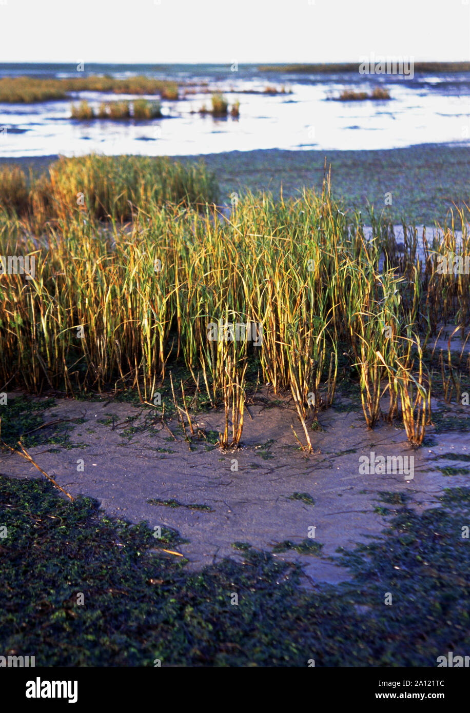 France. Dept.Gironde. Bay of Arcachon. Spartina x  townsendii colonizing mud flats. Stock Photo