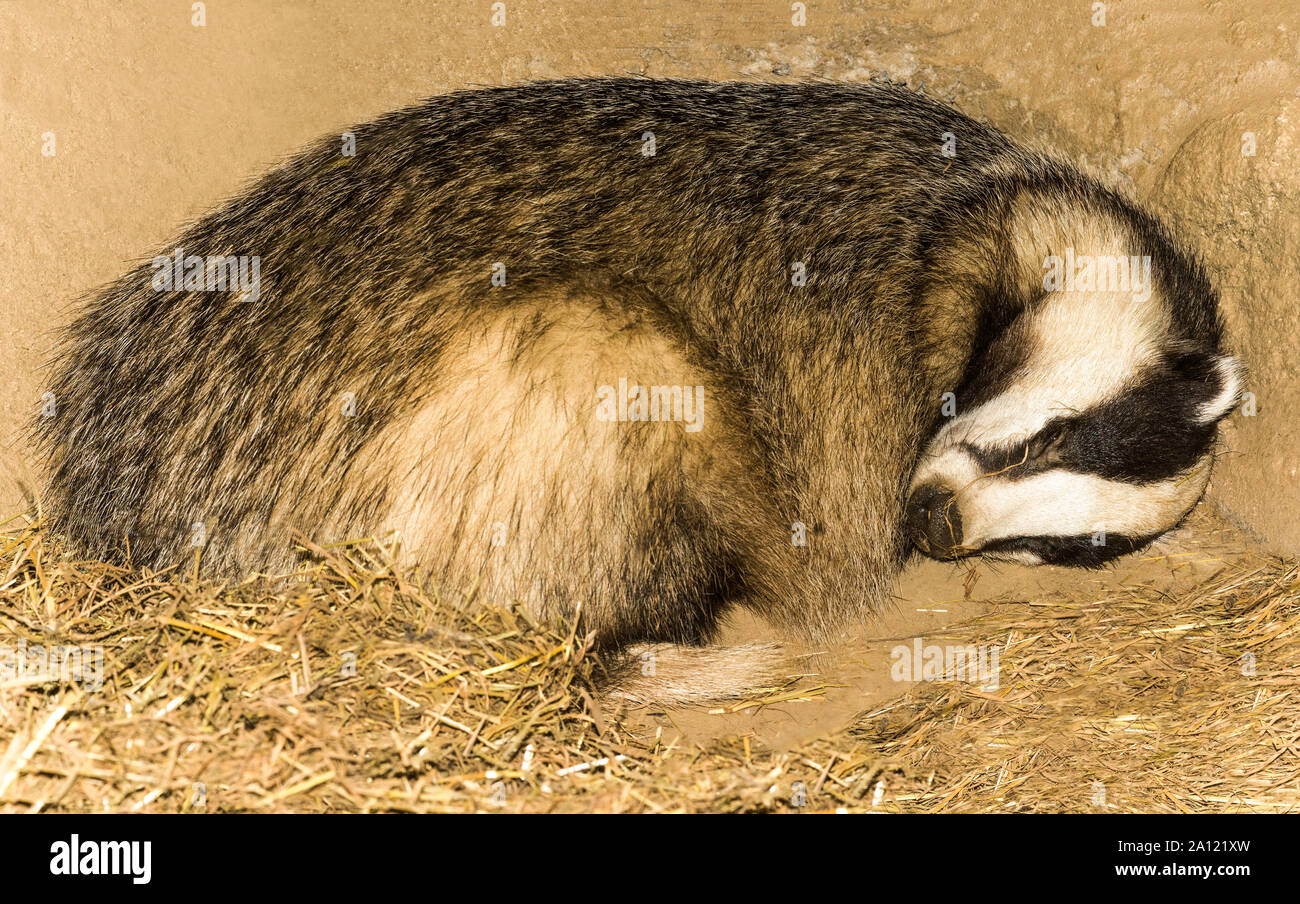 Badger (Meles meles).Adult asleep in an artificial set. The zoo at Argeles-Gazost in Hautes-Pyrenees.Southwest France. Stock Photo