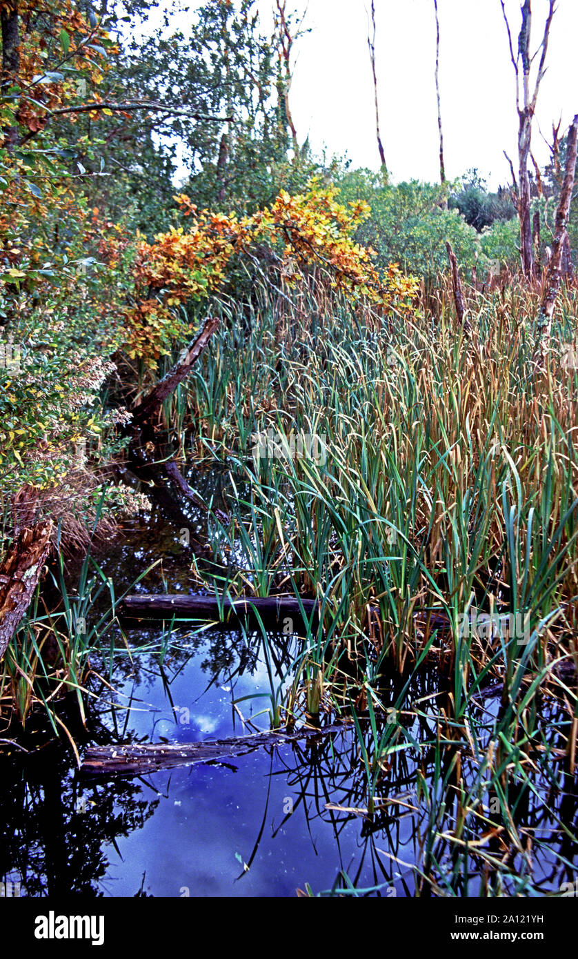 Wet marshland.Le Teich nature reserve.On the Bay of Arcachon. Near Bordeaux.South west France. Stock Photo