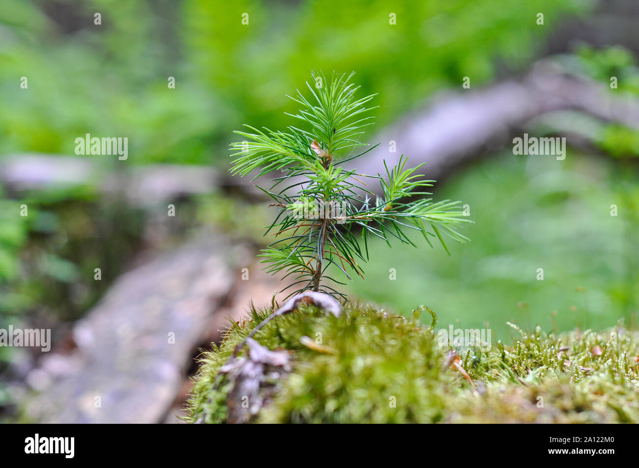 Young pine seedling growing in hi-res stock photography and images - Alamy