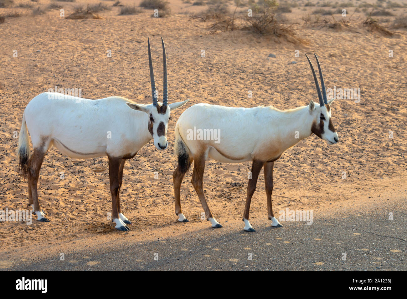 National animal of the united arab emirates hi-res stock photography and  images - Alamy