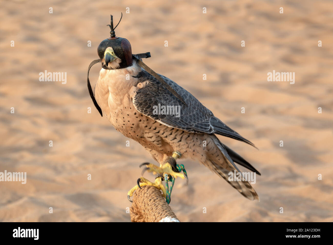 Uae Falcon Wallpaper