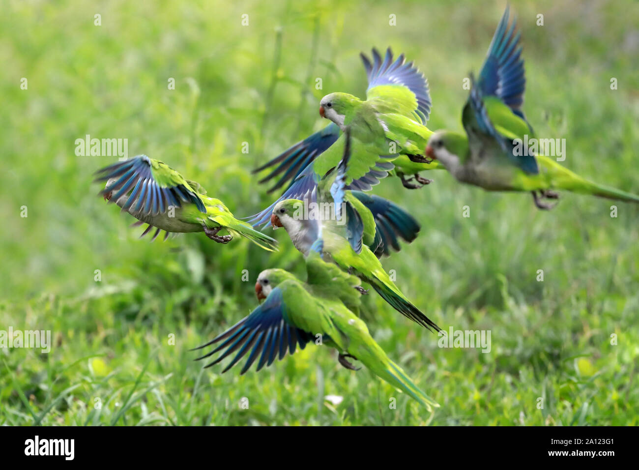 What is a Flock of Parrots Called? Unveiling Avian Terms