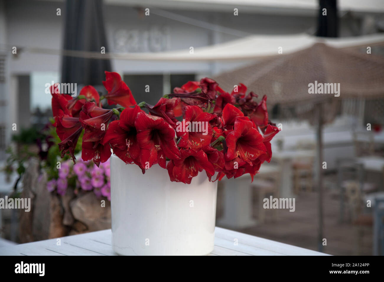 vase of red amaryllis flowers  aegean sea vouliagmeni athens attica greece Stock Photo