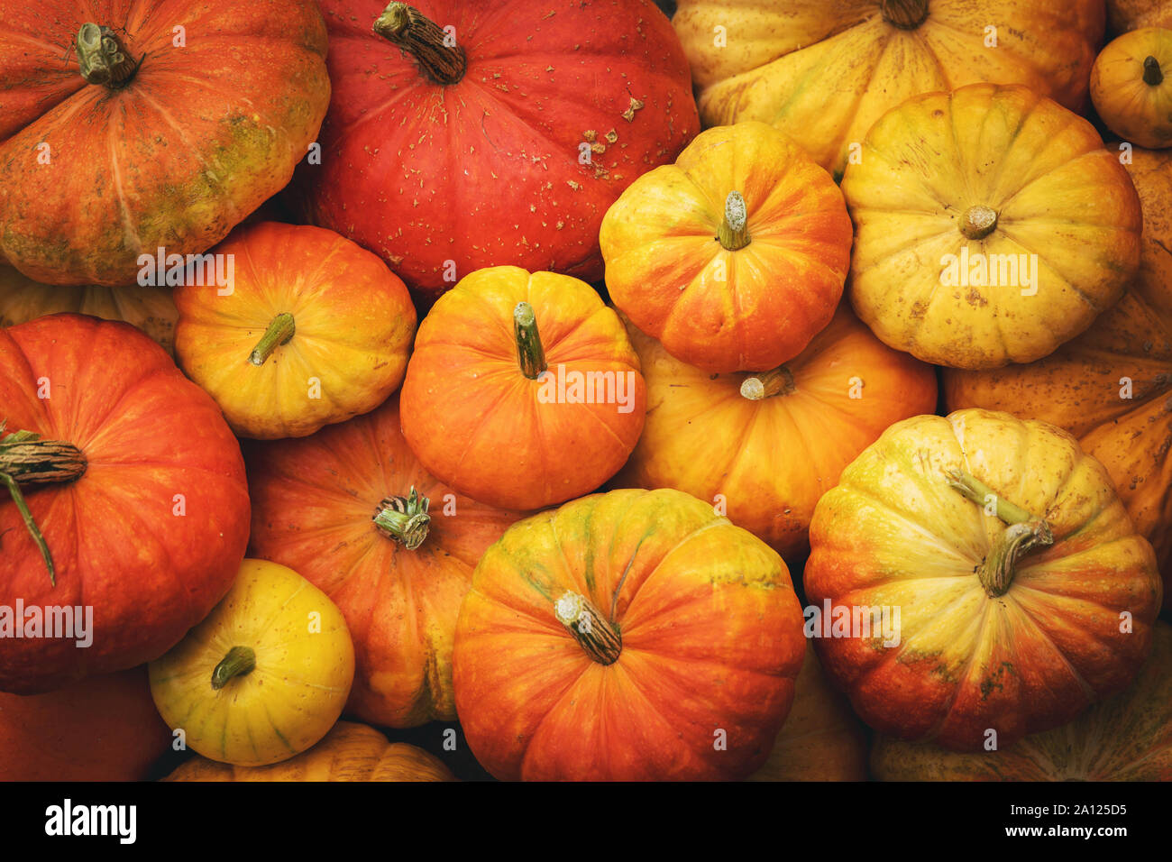 autumn harvest background - group of pumpkins. top view Stock Photo