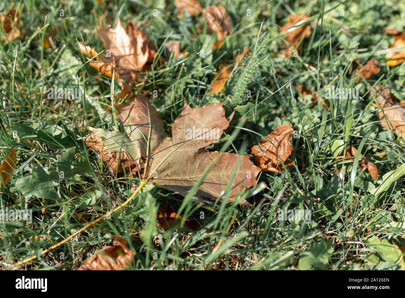 Five Lobed Leaves High Resolution Stock Photography and Images - Alamy