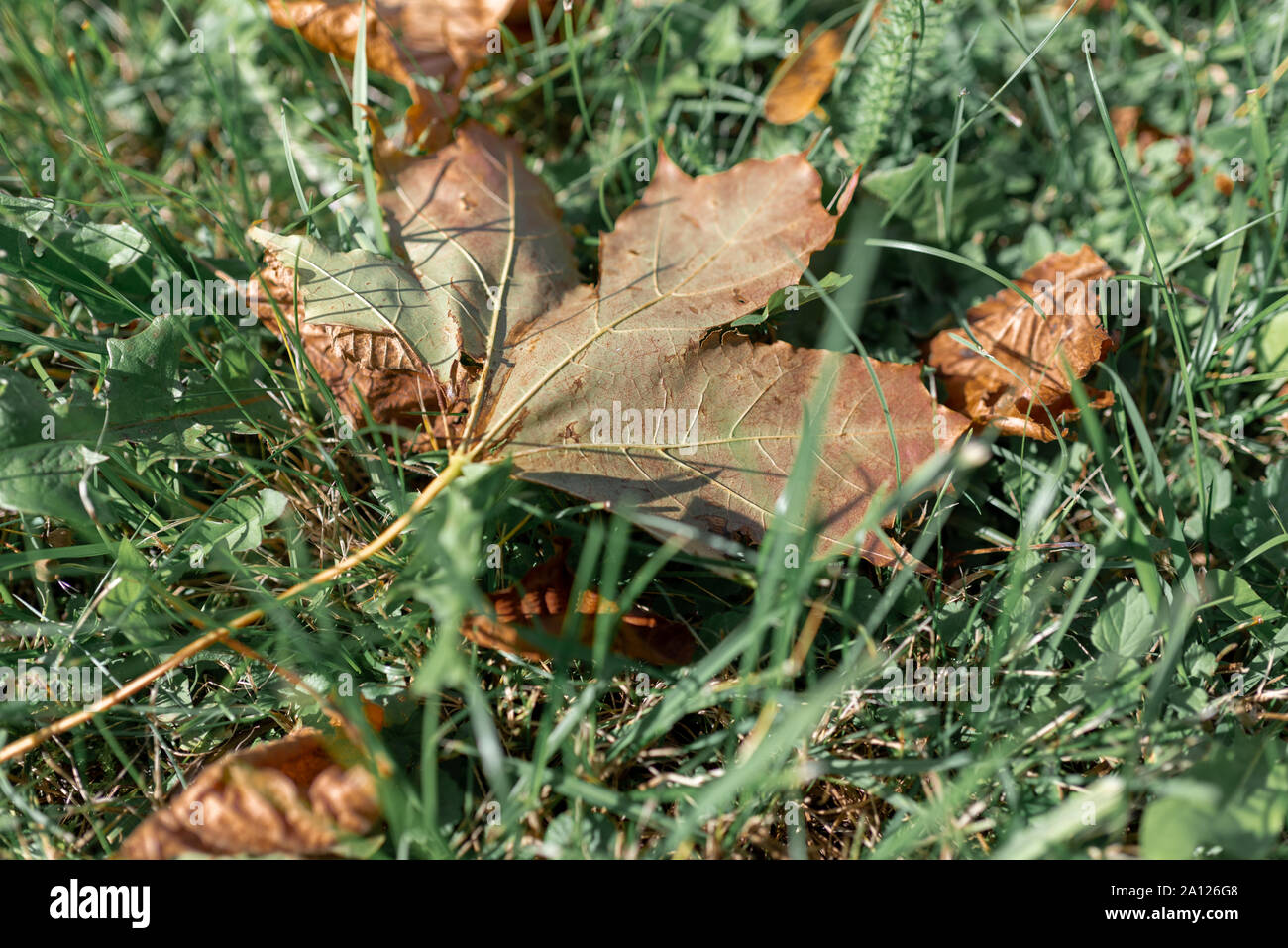 Five lobes leaves hi-res stock photography and images - Alamy