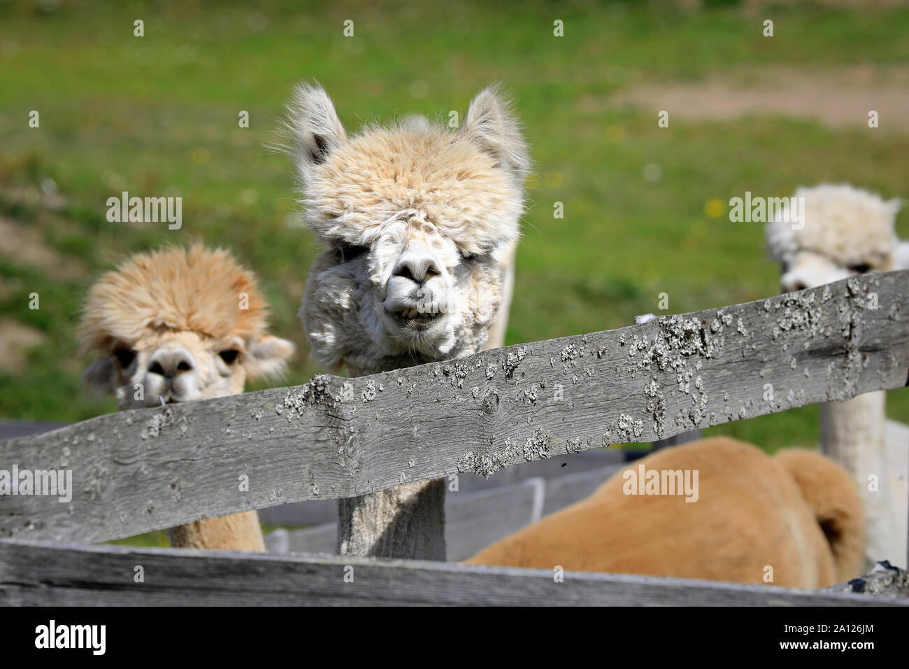 Cute and curious young Alpaca peeks over a wooden fence at a farm on a sunny day of summer. Alpacas are friendly and social herd animals. Stock Photo