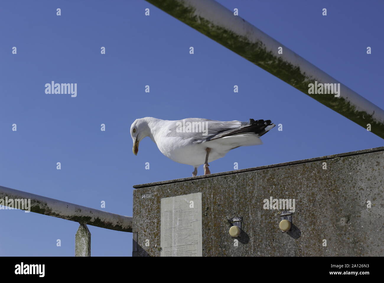 single seagull perched upon a concrete structure against a blue sky Stock Photo