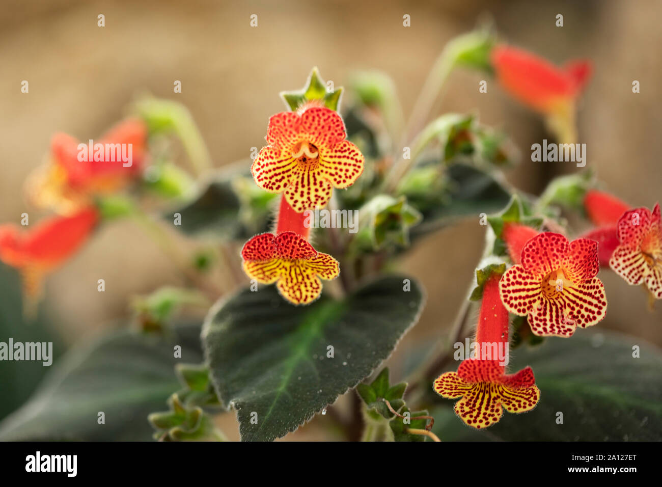 Kohleria amabilis, or tree gloxinia, a flowering plant belonging to the family Gesneriaceae and native to Colombia, in variety Bogotensis. Stock Photo