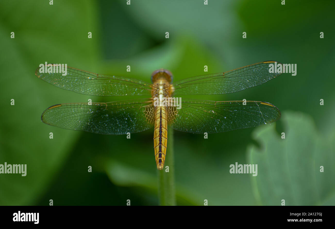 Dragonfly Sitting On A Stick Stock Photo - Alamy