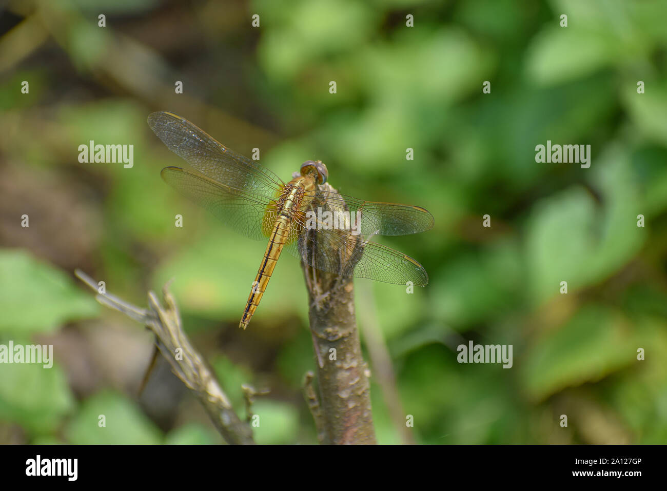 Dragonfly Sitting On A Stick Stock Photo - Alamy