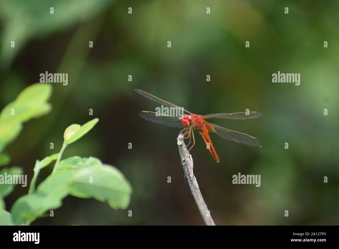 Dragonfly Sitting On A Stick Stock Photo - Alamy