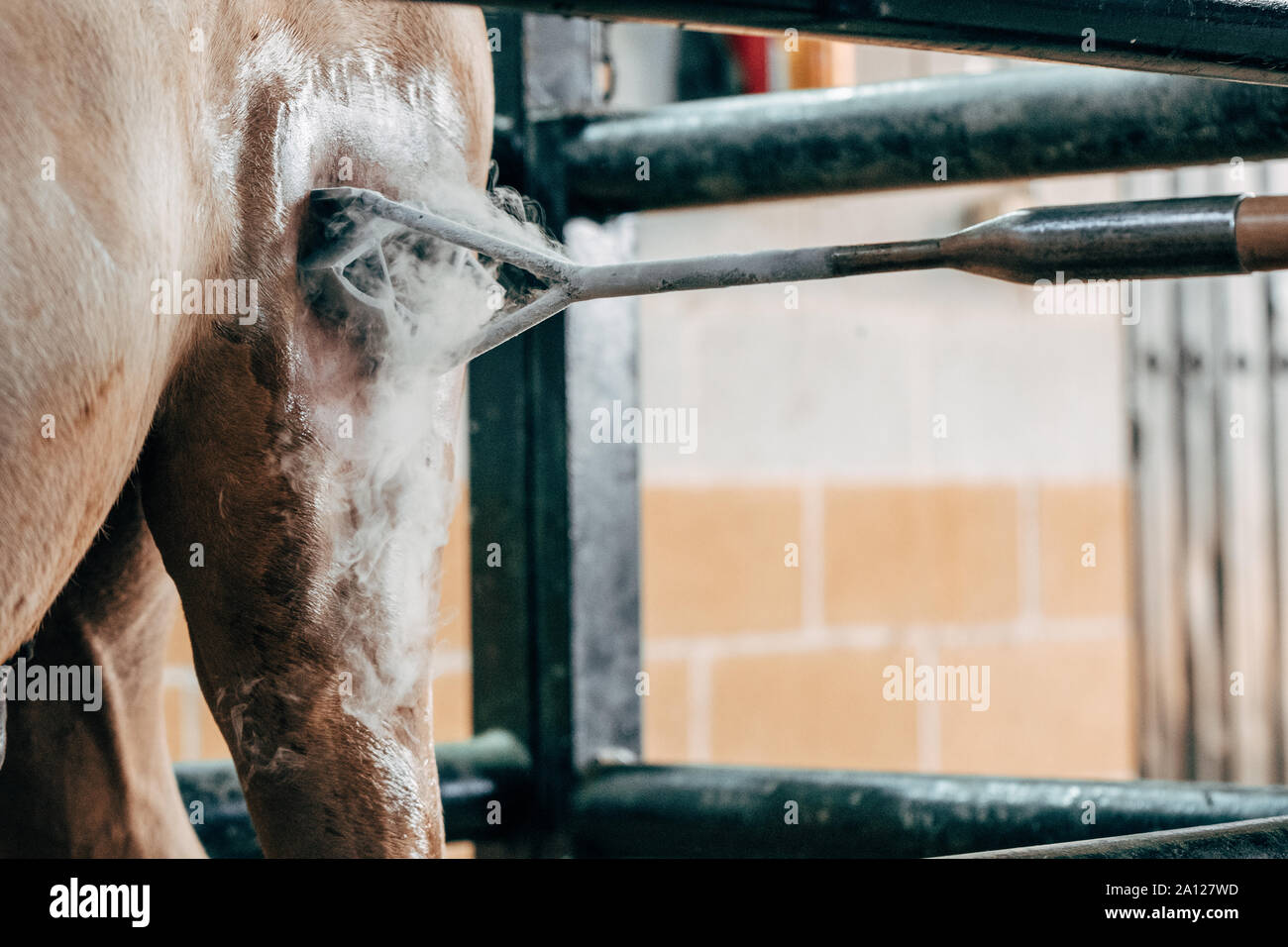 Steer branding hires stock photography and images Alamy