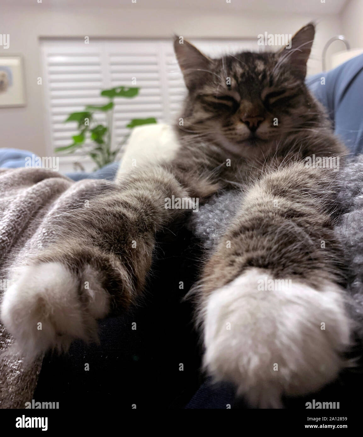 cat that looks like it has huge legs Stock Photo