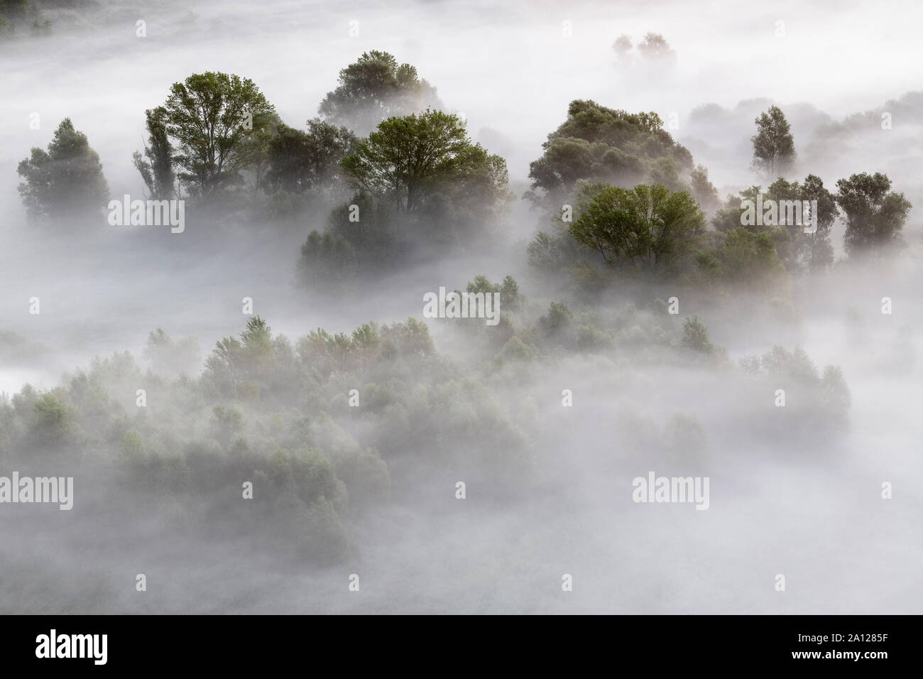 Forest sun rays shadows fog hi-res stock photography and images - Alamy