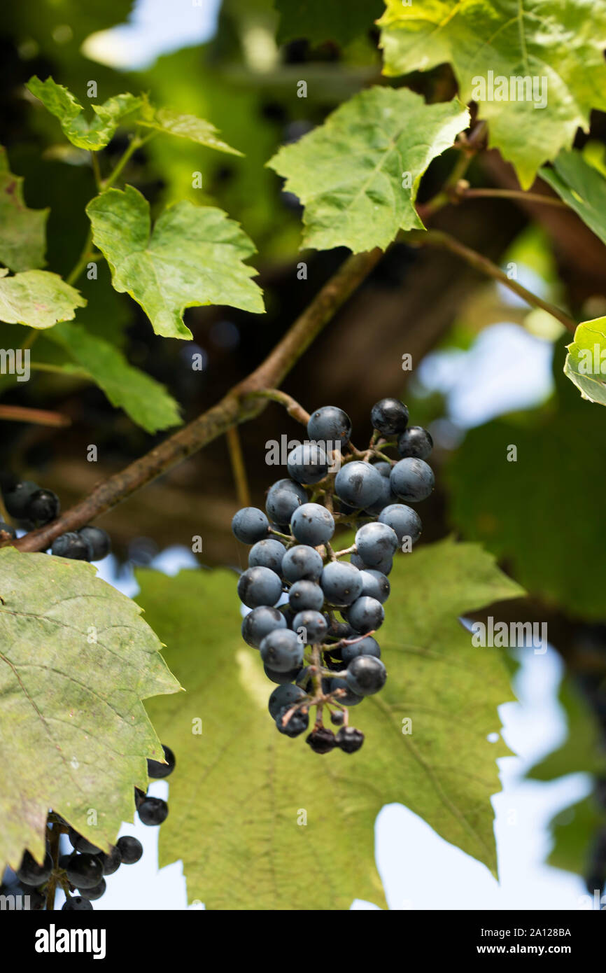 A bunch of grapes of Vitis vinifera, the common grape vine, in variety Oberlin, growing on a vine in summer. Stock Photo