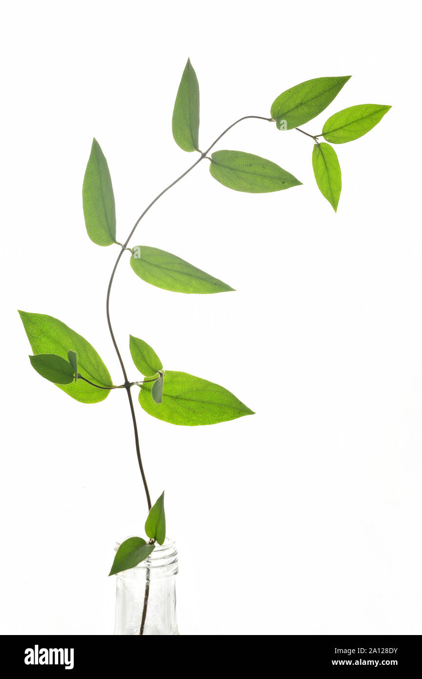 Branch Of Green Leaves Isolated On White Background Stock Photo - Alamy
