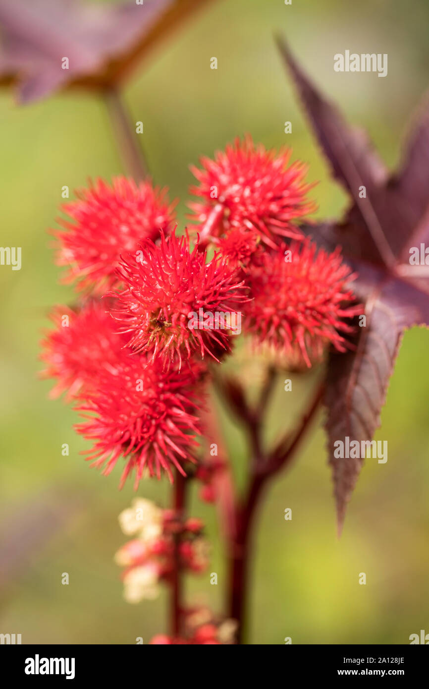 Seed capsules of Ricinus communis, the castor bean or castor oil plant, from which the toxin ricin is derived. It is in family Euphorbiaceae, spurges. Stock Photo