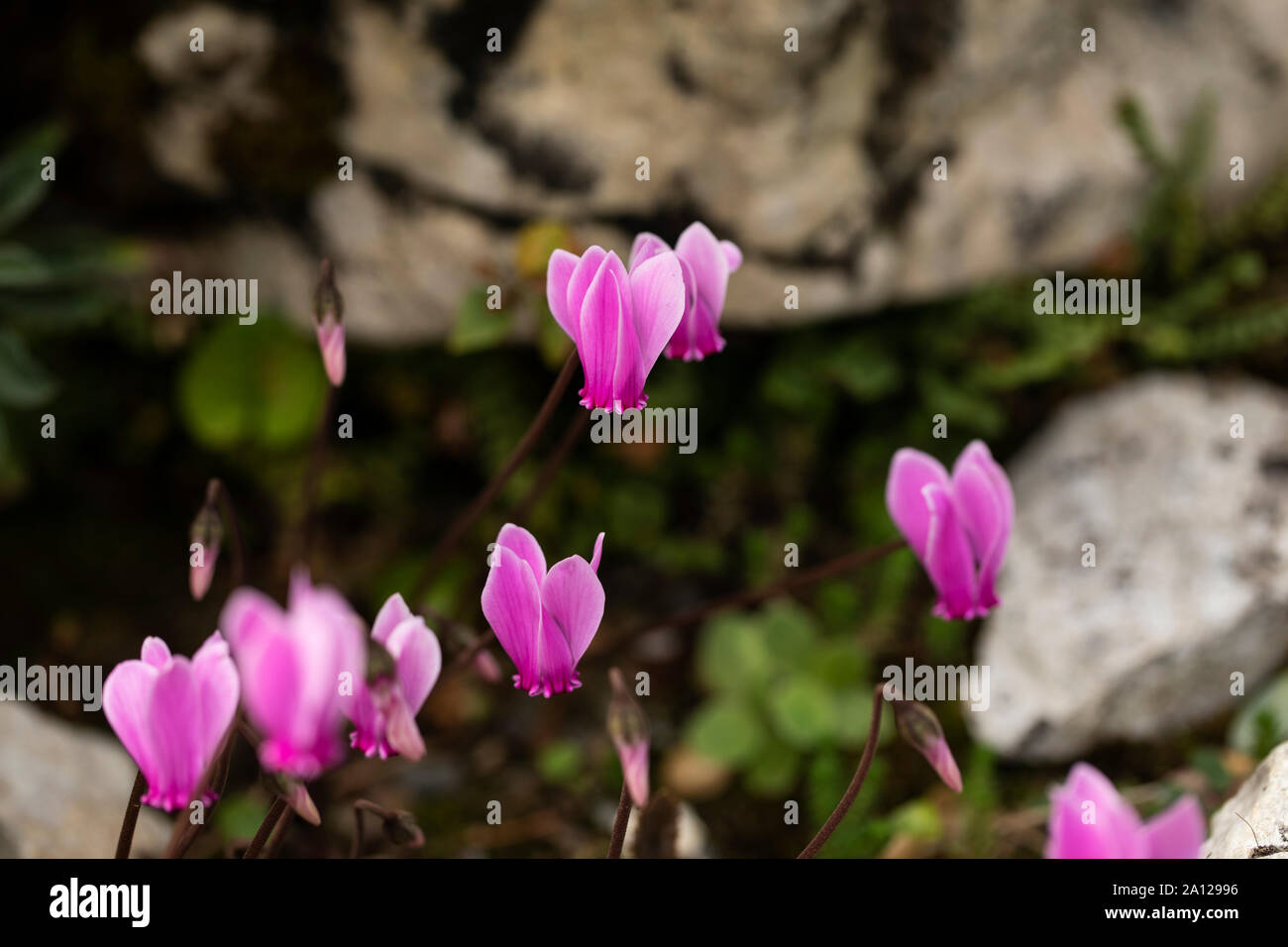 Ivy-leaved cyclamen (Cyclamen hederifolium), also known as sowbread, growing in a rock garden. Stock Photo