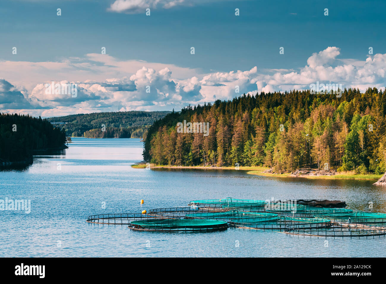 Fisheries, Fish Farm In Summer Lake Or River In Beautiful Summer Sunny Day. Swedish  Nature, Sweden Stock Photo - Alamy