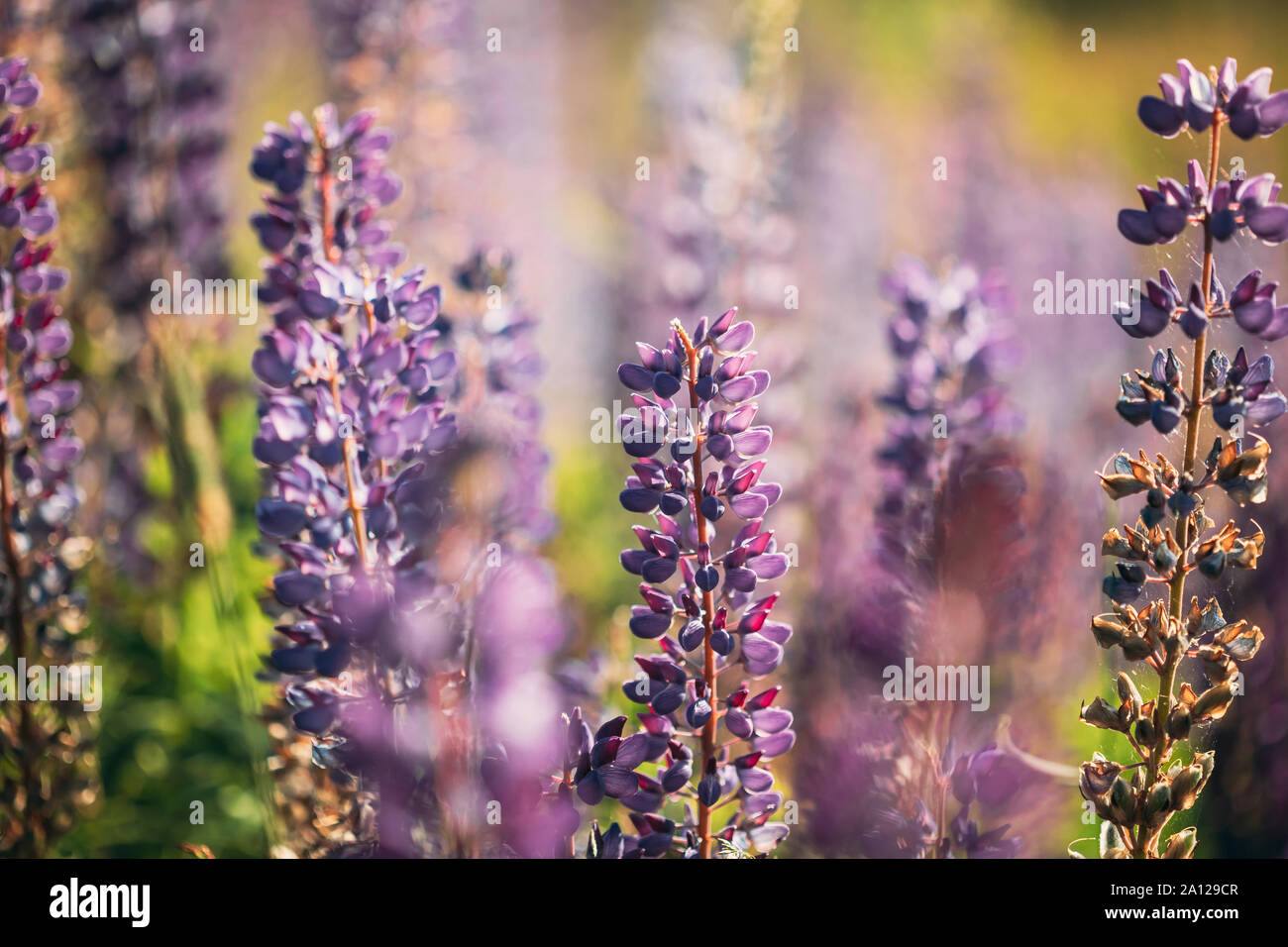 Bush Of Wild Flowers Lupine In Summer Field Meadow At Sunset Sunrise. Lupinus, Commonly Known As Lupin Or Lupine, Is A Genus Of Flowering Plants In Th Stock Photo