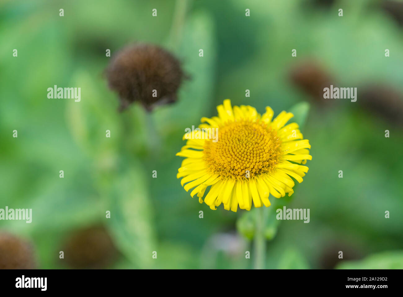 Yellow flower of Fleabane / Pulicaria dysenterica. Formerly used as herbal / medicinal plant sometimes for dysentery (hence Latin name) and diarrhoea Stock Photo