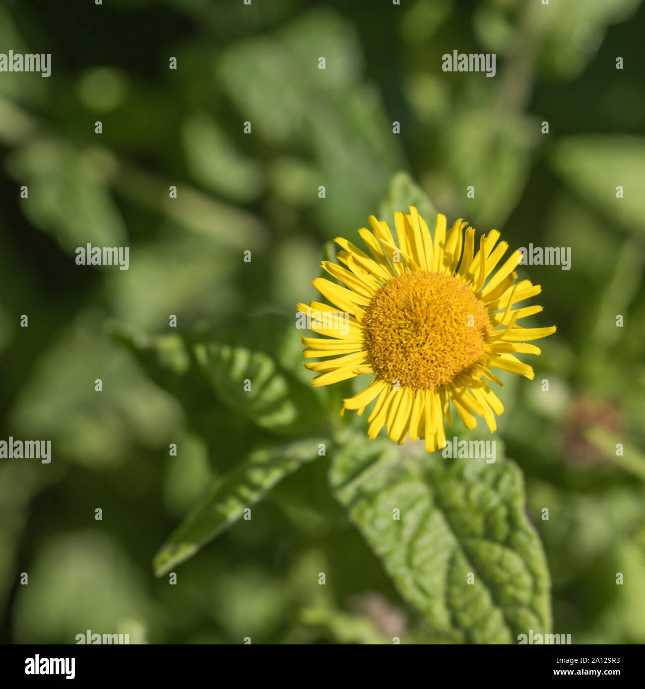 Yellow flower of Fleabane / Pulicaria dysenterica. Formerly used as herbal / medicinal plant sometimes for dysentery (hence Latin name) and diarrhoea Stock Photo