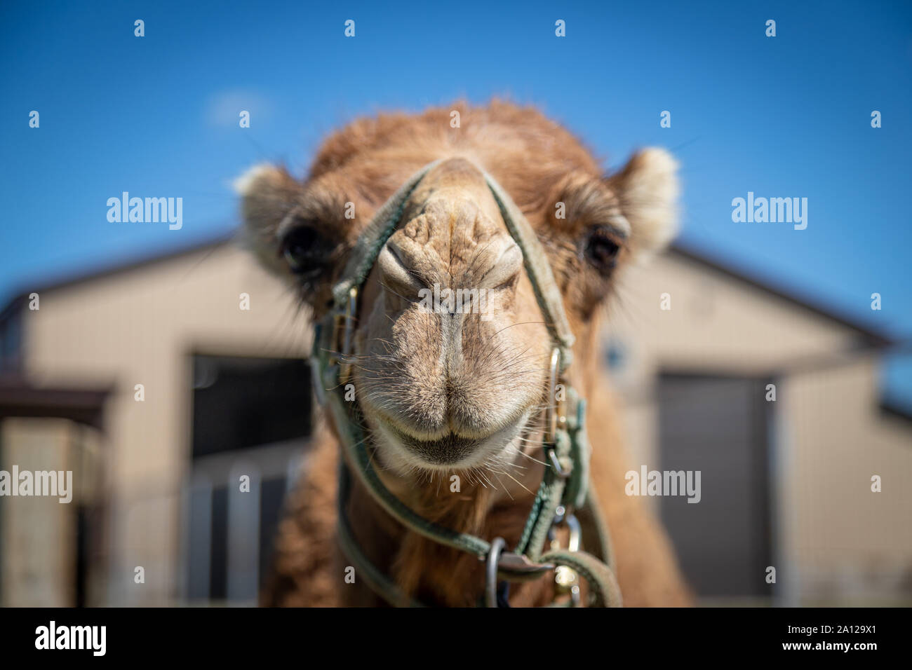 Close up of a dromedary camel at a private zoo in Michigan. Stock Photo