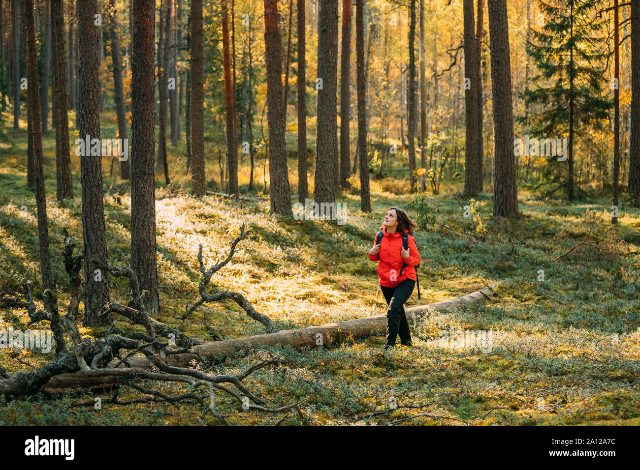 Active Young Beautiful Caucasian Lady Woman Backpacker In Red Jacket Walking In Autumn Green Forest. Active Lifestyle In Fall Age Nature During Sunset Stock Photo