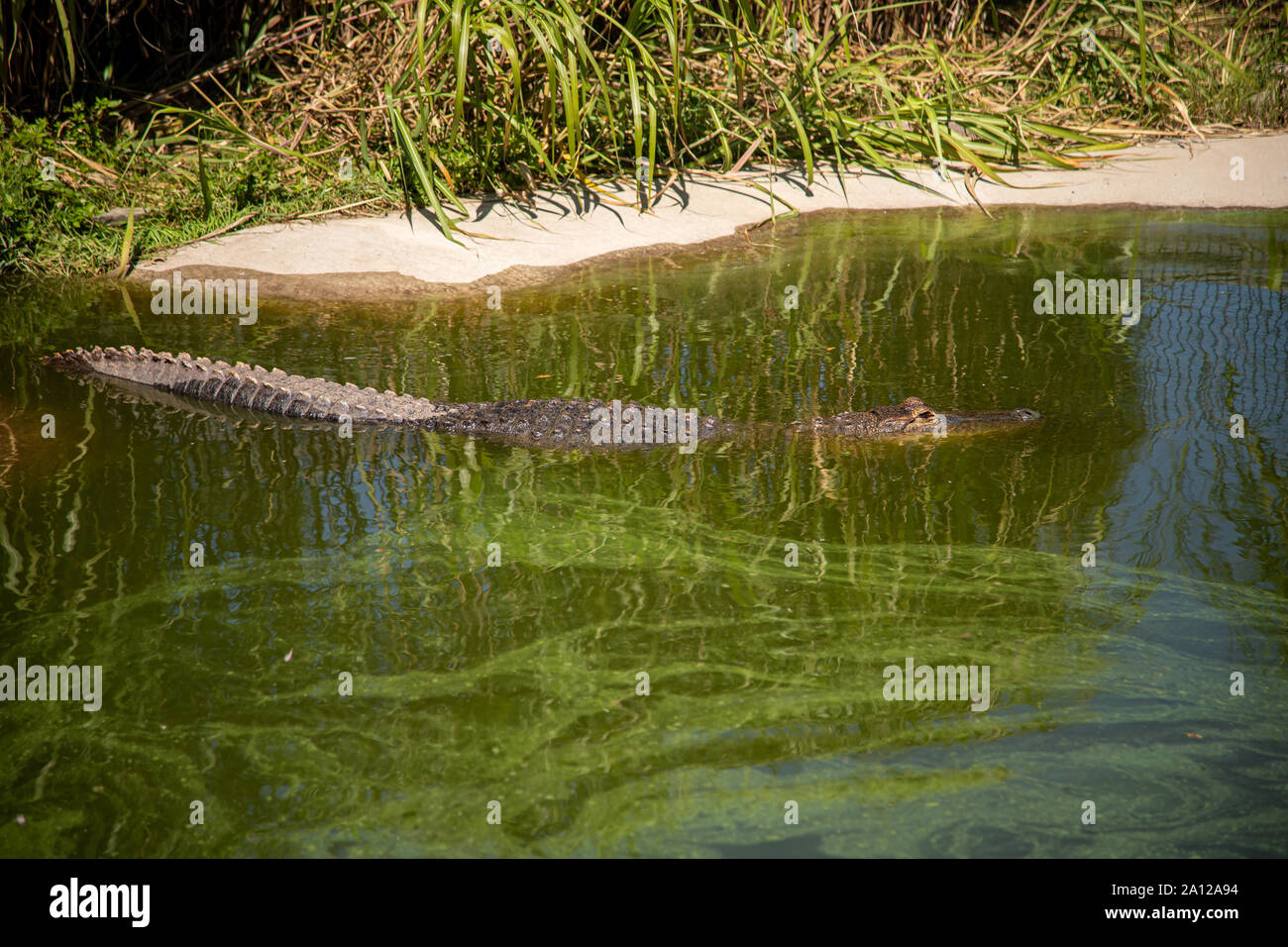 An American alligator partially submerged in a pond at a private zoo in Michigan. Stock Photo