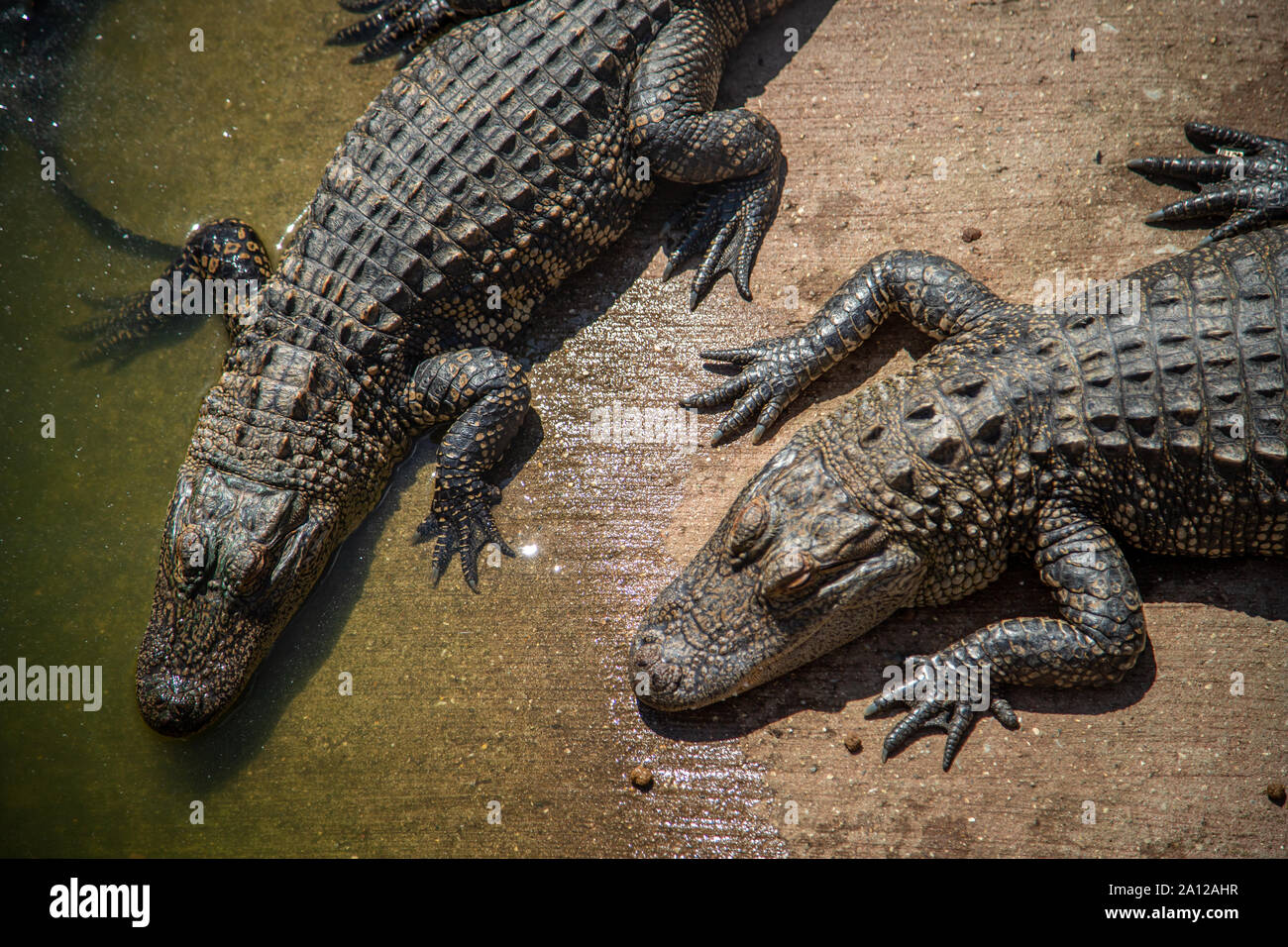 A congregation of American alligators resting next to a pond enclosure at a private zoo in Michigan. Stock Photo