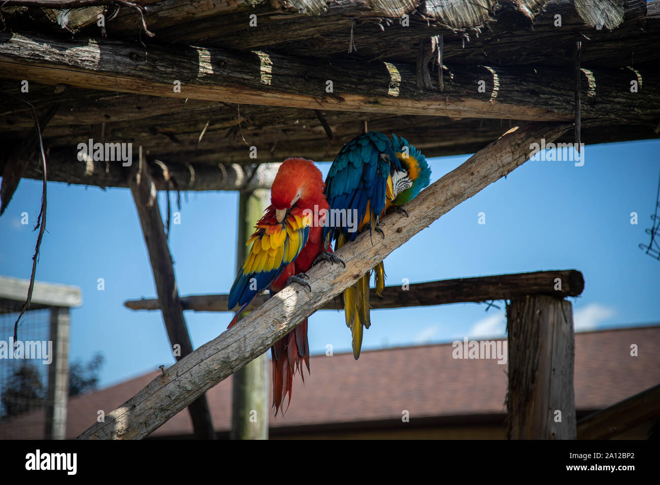 A red macaw and a blue and gold macaw perched and grooming at a private