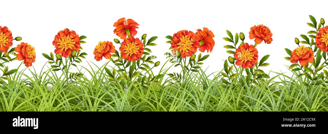 Border of Grass and Flowers Stock Vector Image & Art - Alamy
