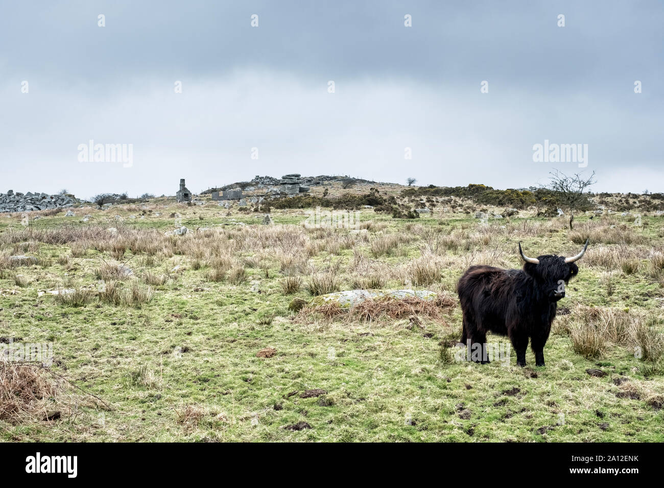 Black Highland cattle standing on pasture Stock Photo - Alamy