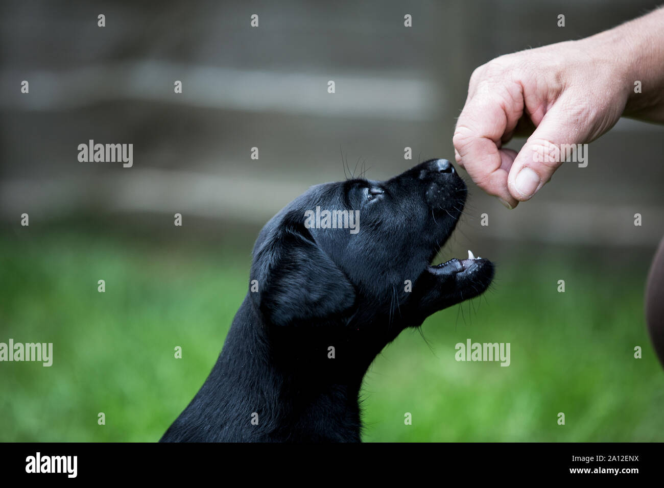 Close up of person giving hand command to Black Labrador puppy Stock ...