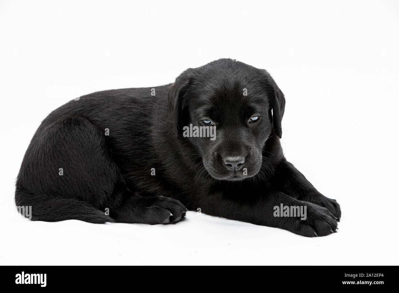Black Labrador puppy on white background, looking at camera Stock Photo ...