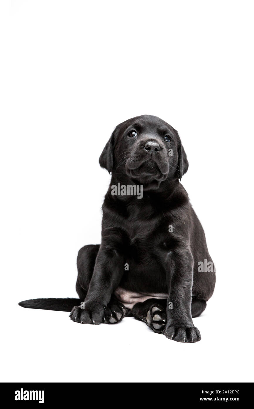 Sitting Black Labrador puppy on white background Stock Photo - Alamy