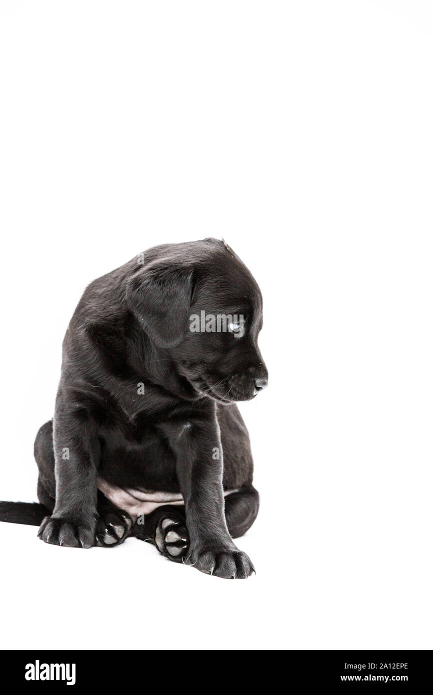 Sitting Black Labrador puppy on white background Stock Photo - Alamy