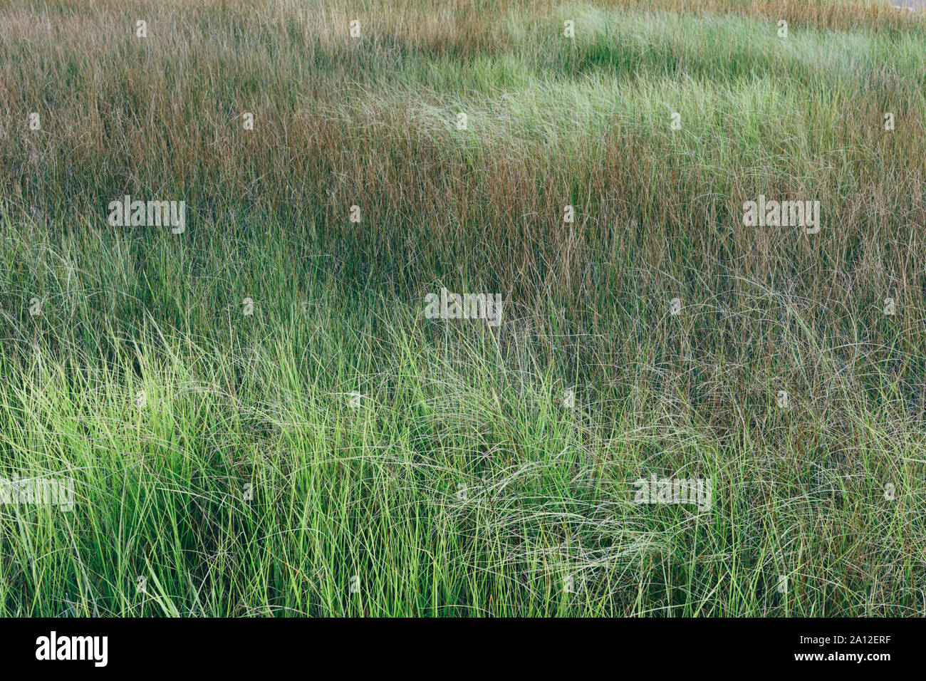 Marshes and lush green grass growth in summer. Stock Photo