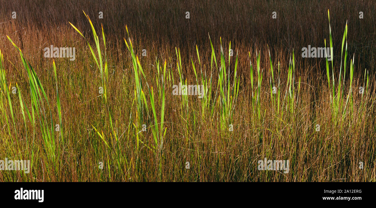 Tall wild grasses in the marshes in summer. Stock Photo