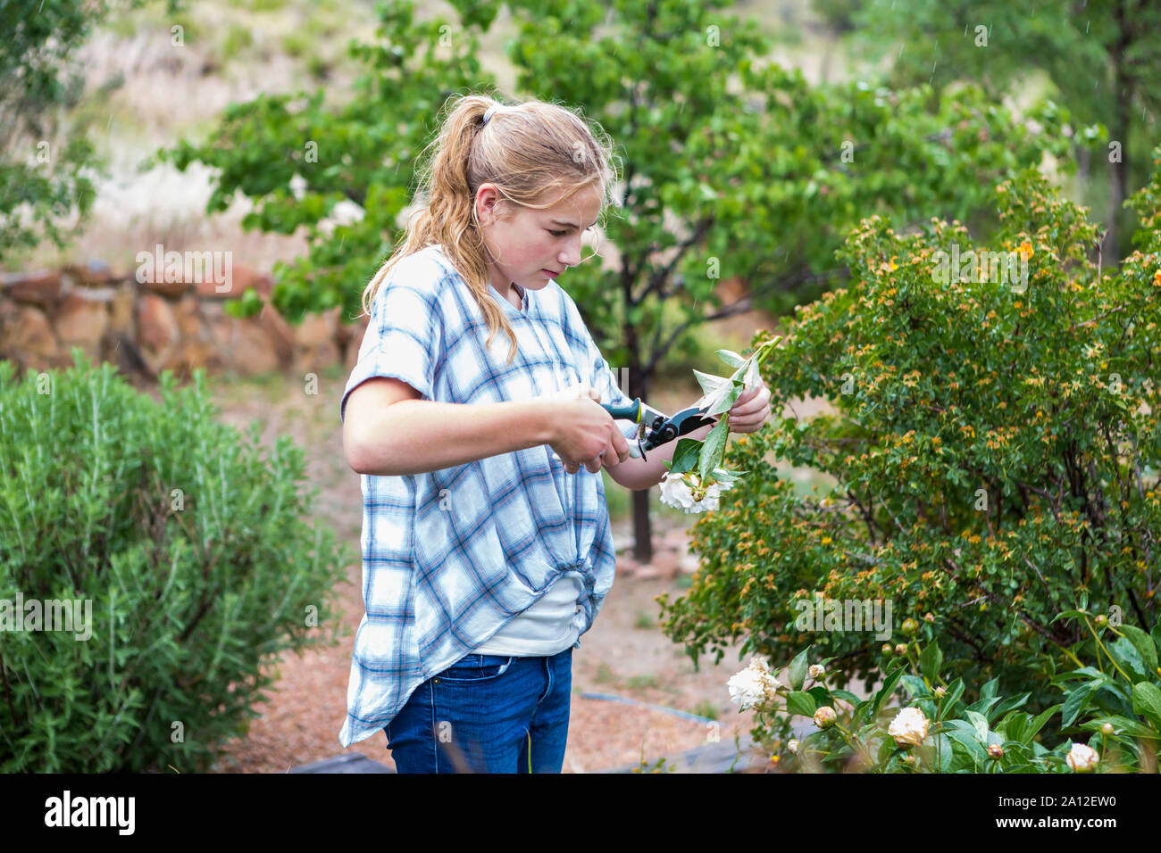 13 year old girl cutting roses from formal garden Stock Photo