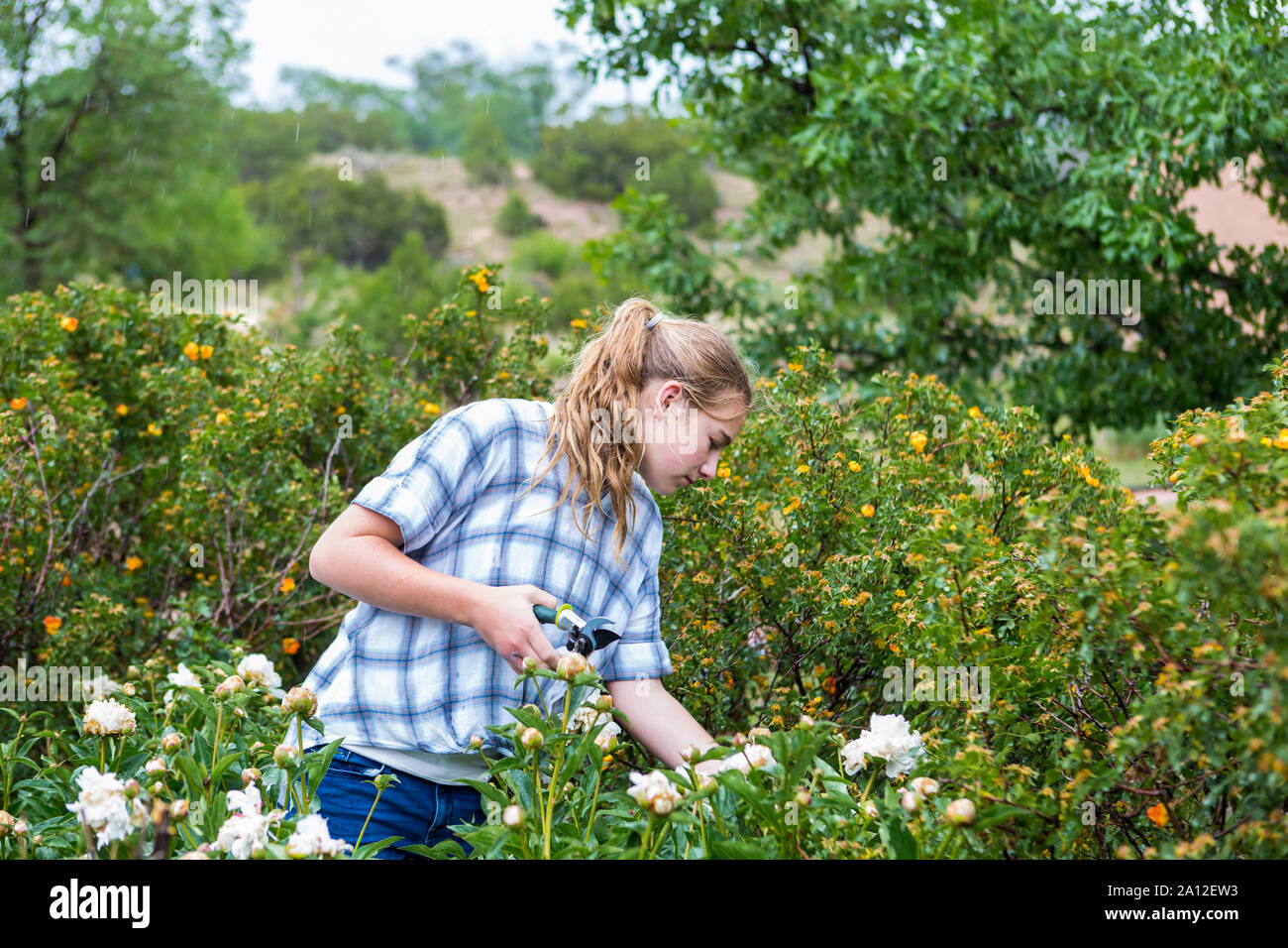 13 year old girl cutting roses from formal garden Stock Photo