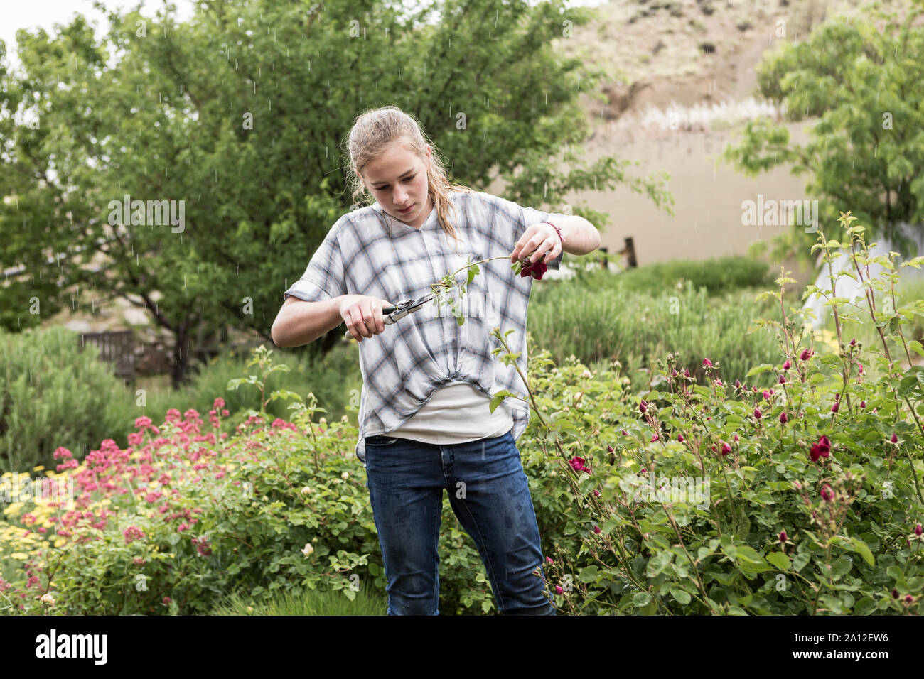 13 year old girl cutting roses from formal garden Stock Photo