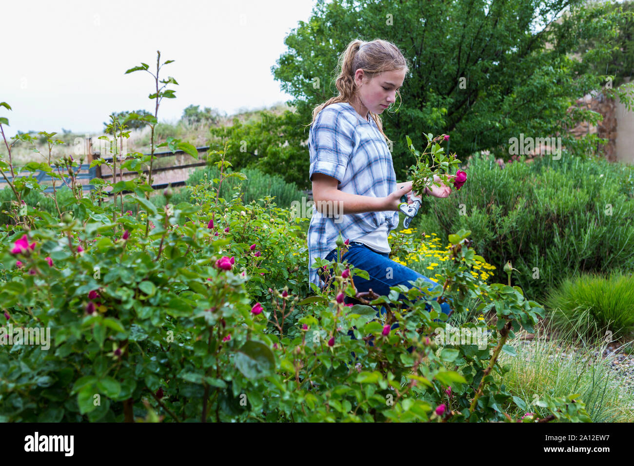 13 year old girl cutting roses from formal garden Stock Photo