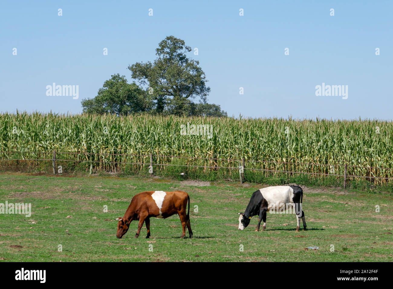 Lakevelder cows in Holland Stock Photo