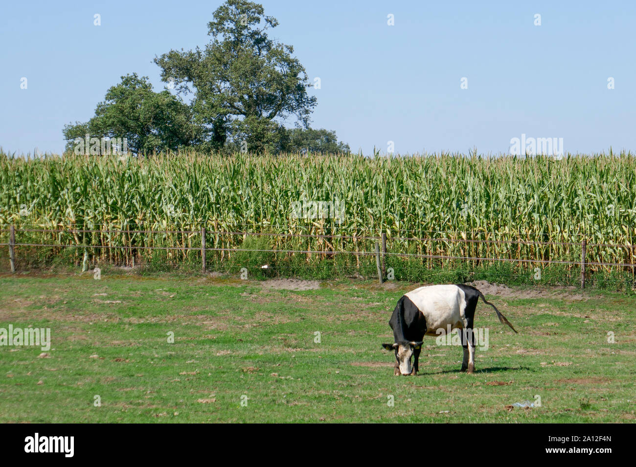 Lakevelder cows in Holland Stock Photo